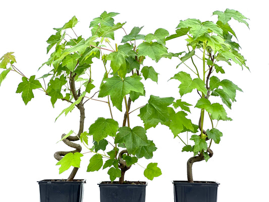 Liquidambar 11 cm (aleatorio)