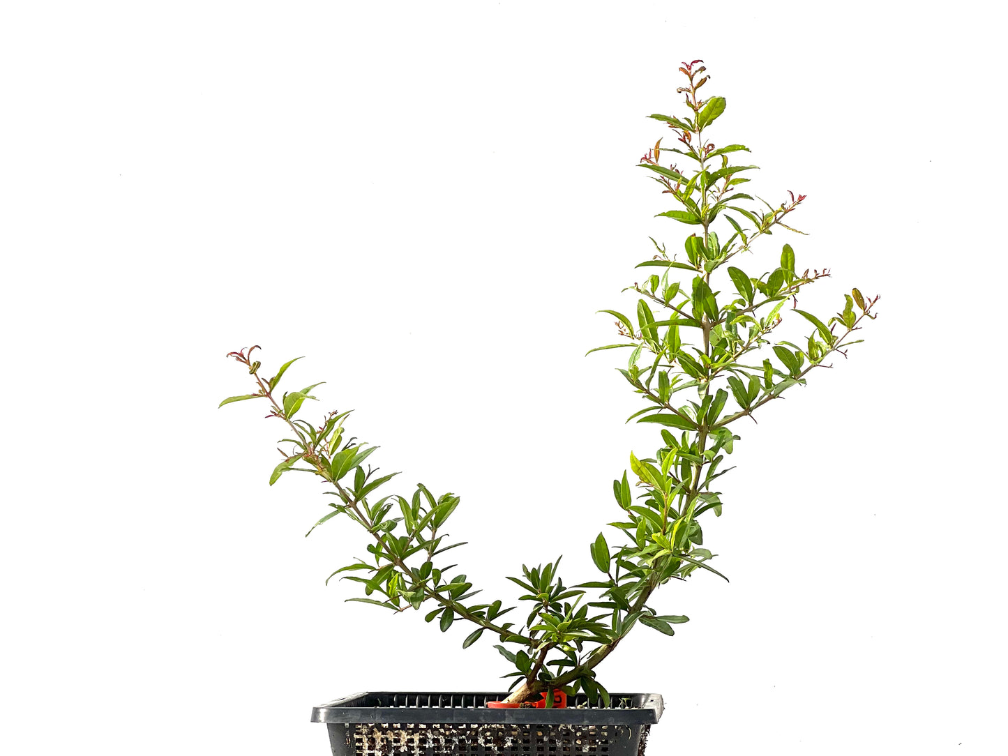 Punica Granatum Nejikan 2441