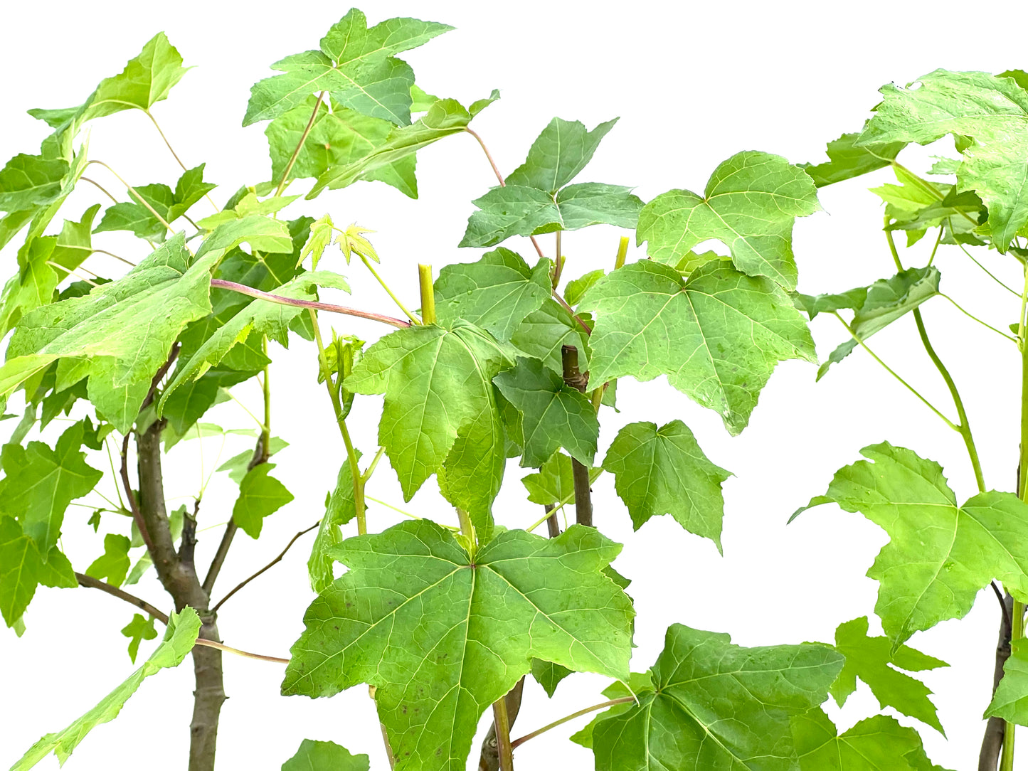Liquidambar 11 cm (aleatorio)