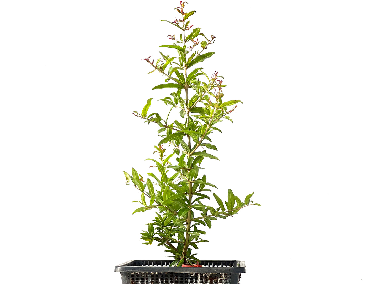 Punica Granatum Nejikan 2441
