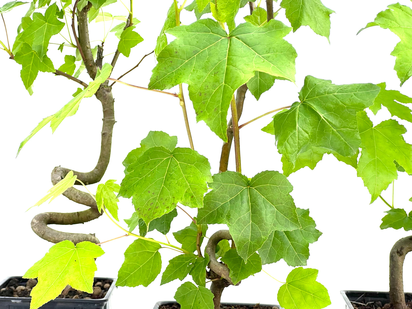 Liquidambar 11 cm (aleatorio)