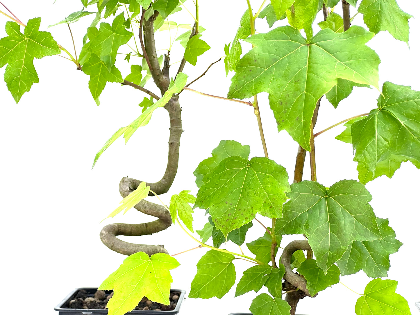 Liquidambar 11 cm (aleatorio)