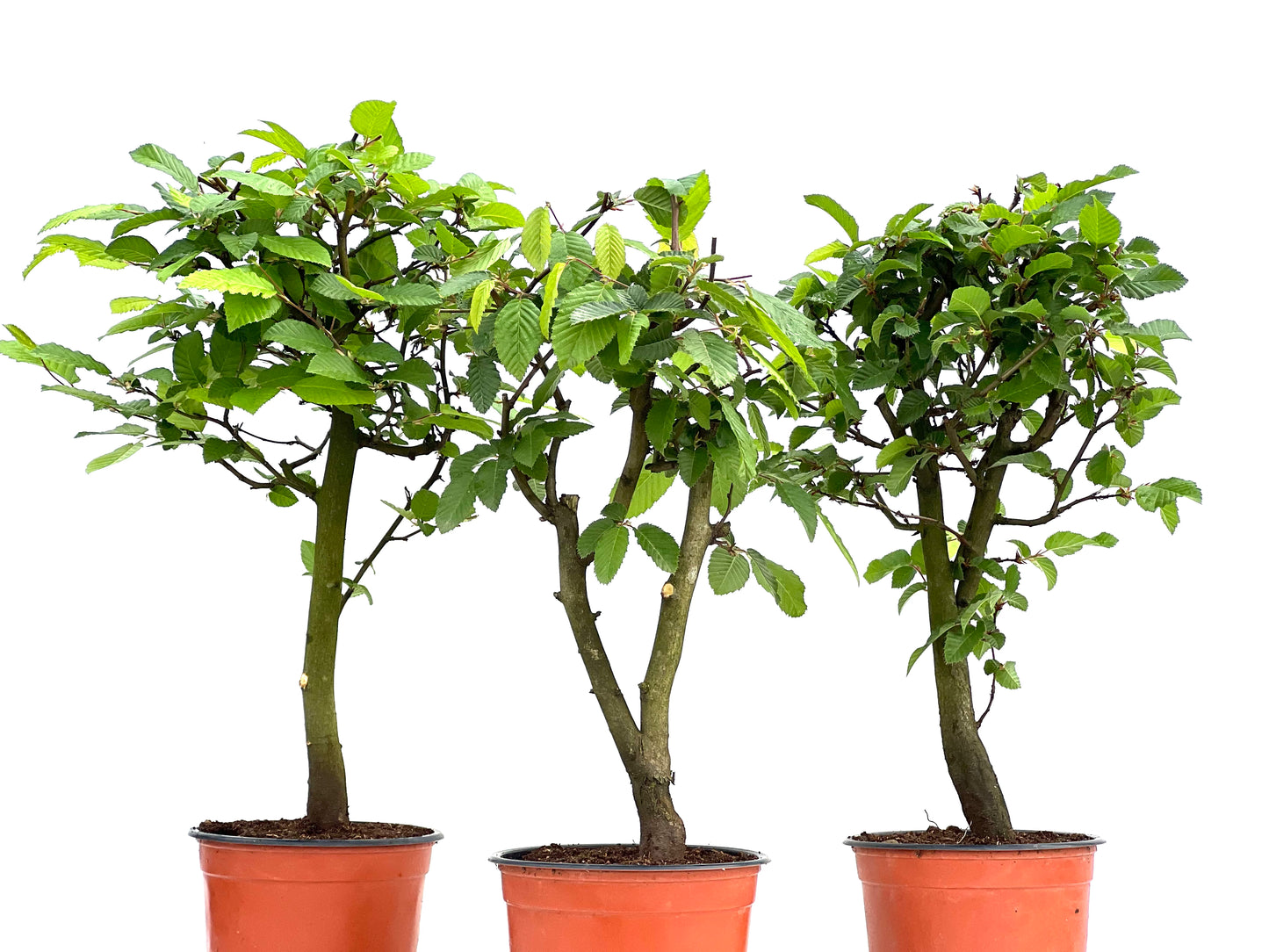 Carpinus Betulus 15 cm (aleatorio)