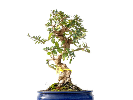 Olea Europaea Sylvestris 2437