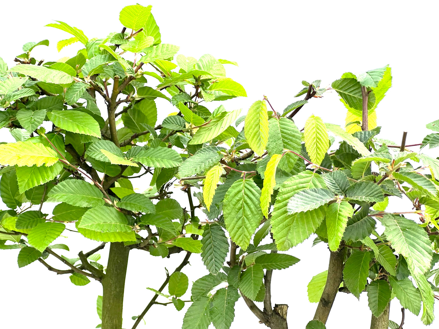 Carpinus Betulus 15 cm (aleatorio)