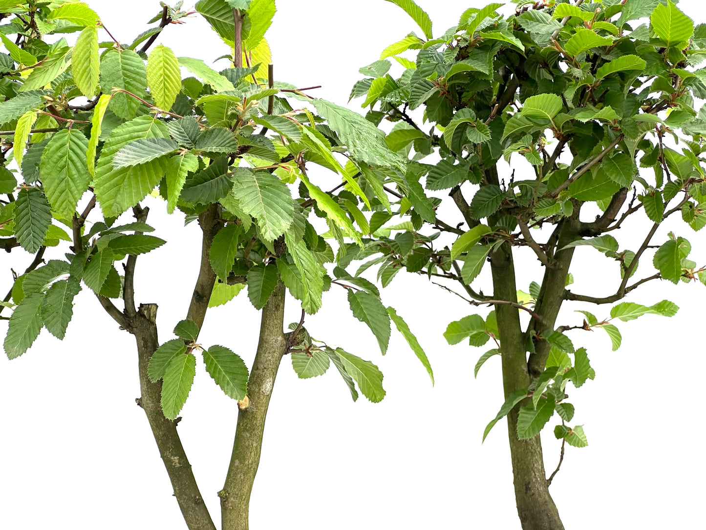 Carpinus Betulus 15 cm (aleatorio)