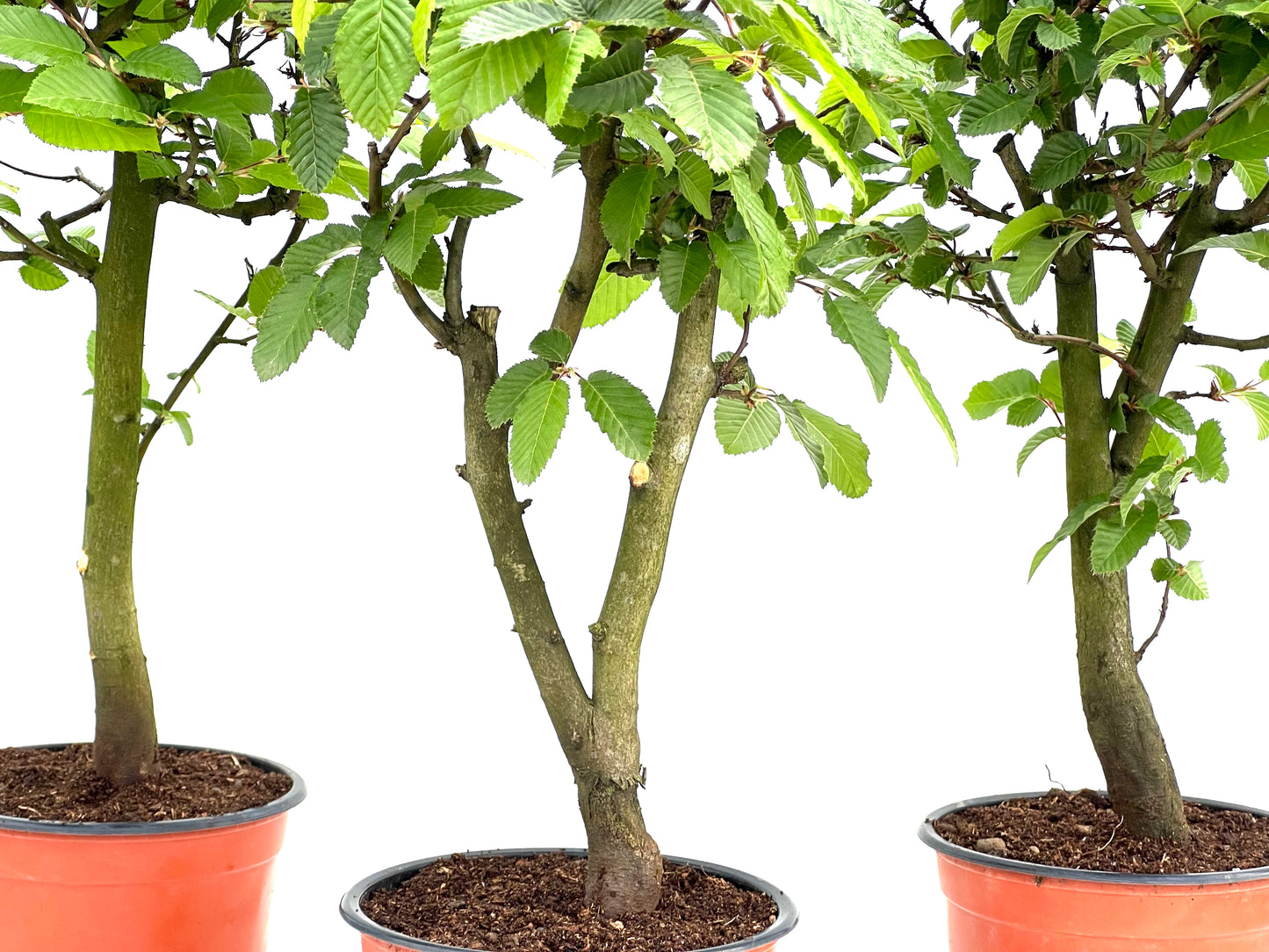 Carpinus Betulus 15 cm (aleatorio)