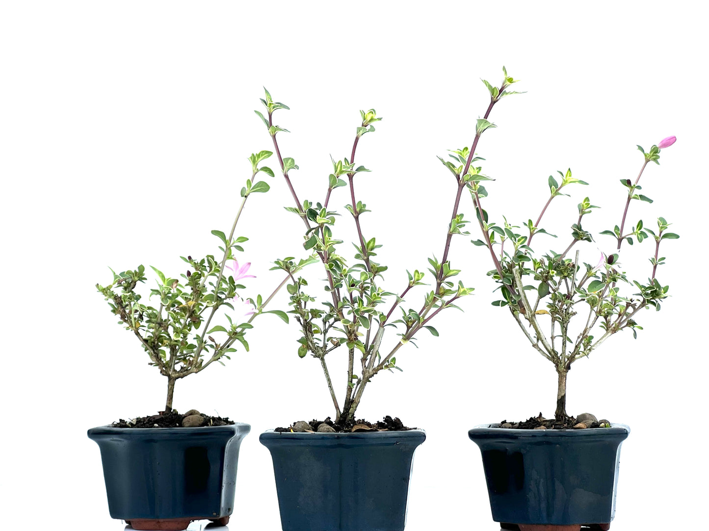 Serissa Japonica Variegada (aleatorio)