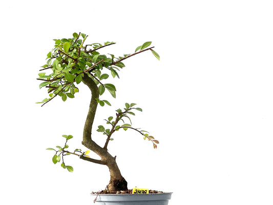 Ulmus Parvifolia 2438