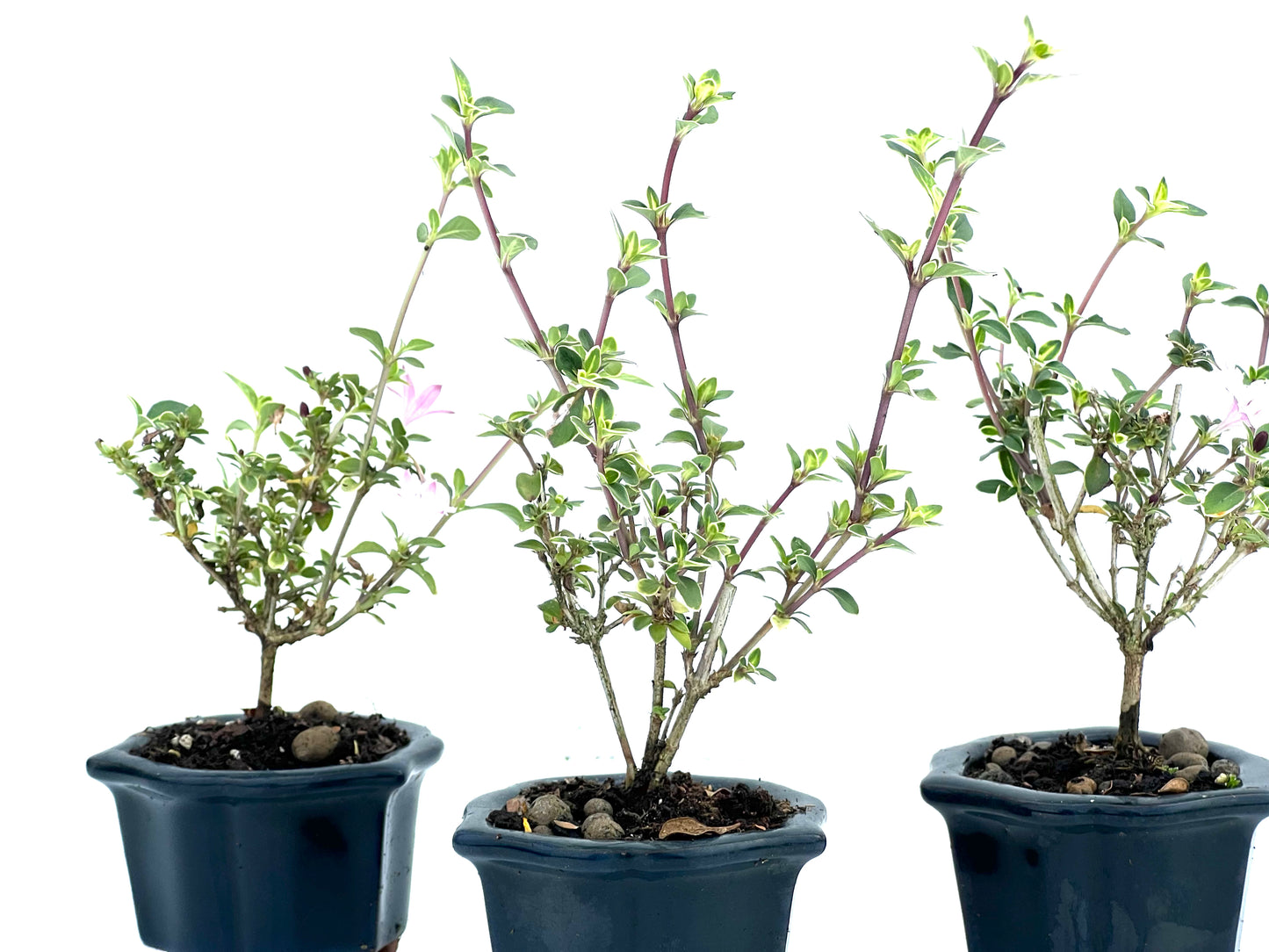Serissa Japonica Variegada (aleatorio)
