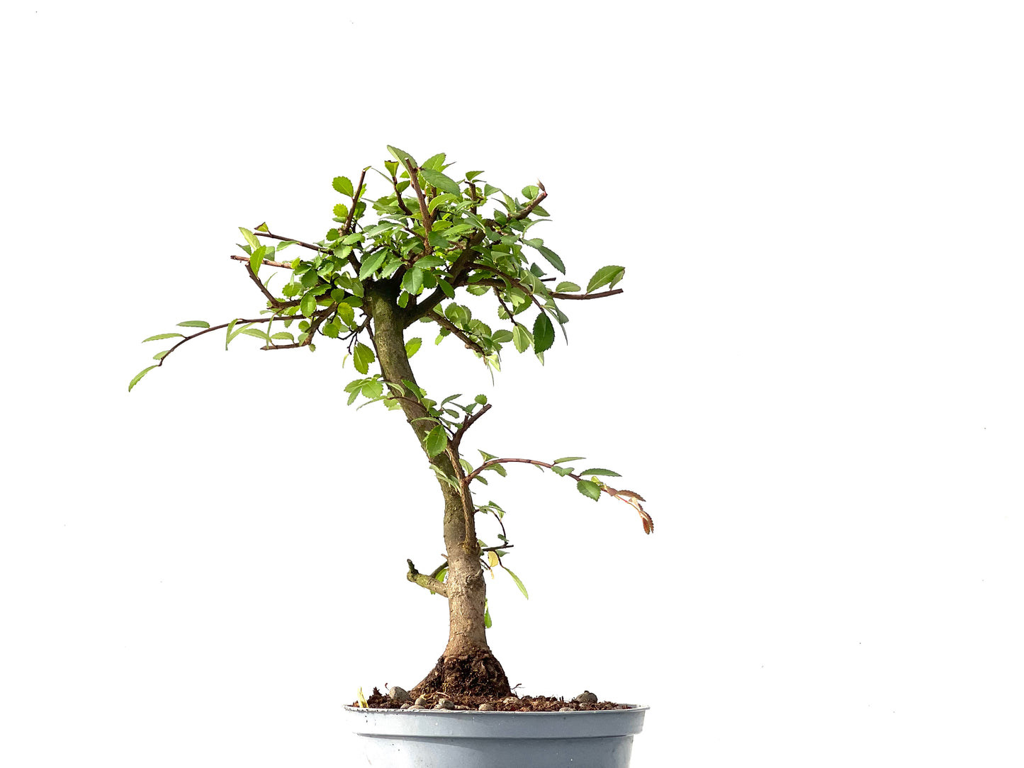 Ulmus Parvifolia 2438