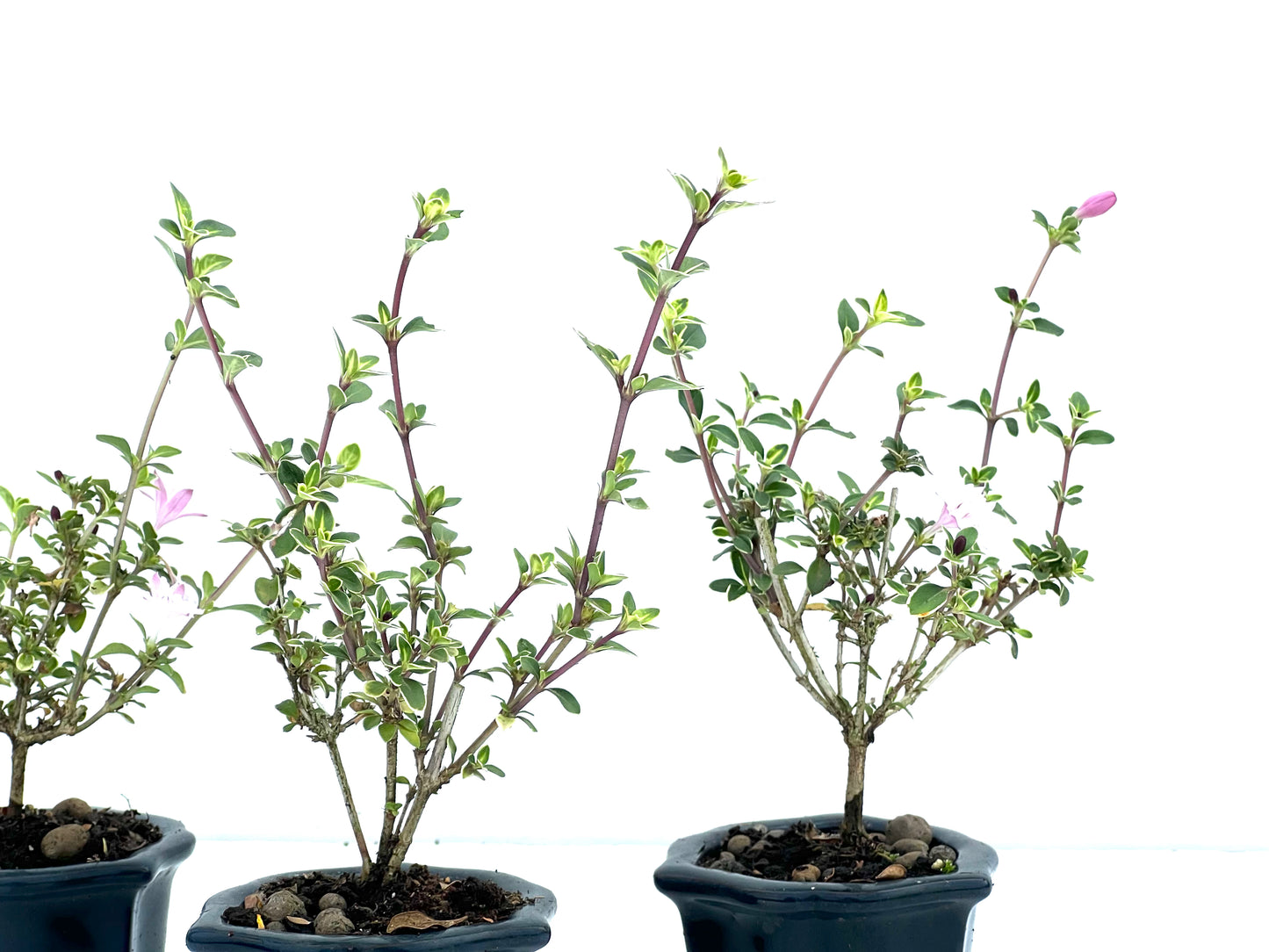 Serissa Japonica Variegada (aleatorio)