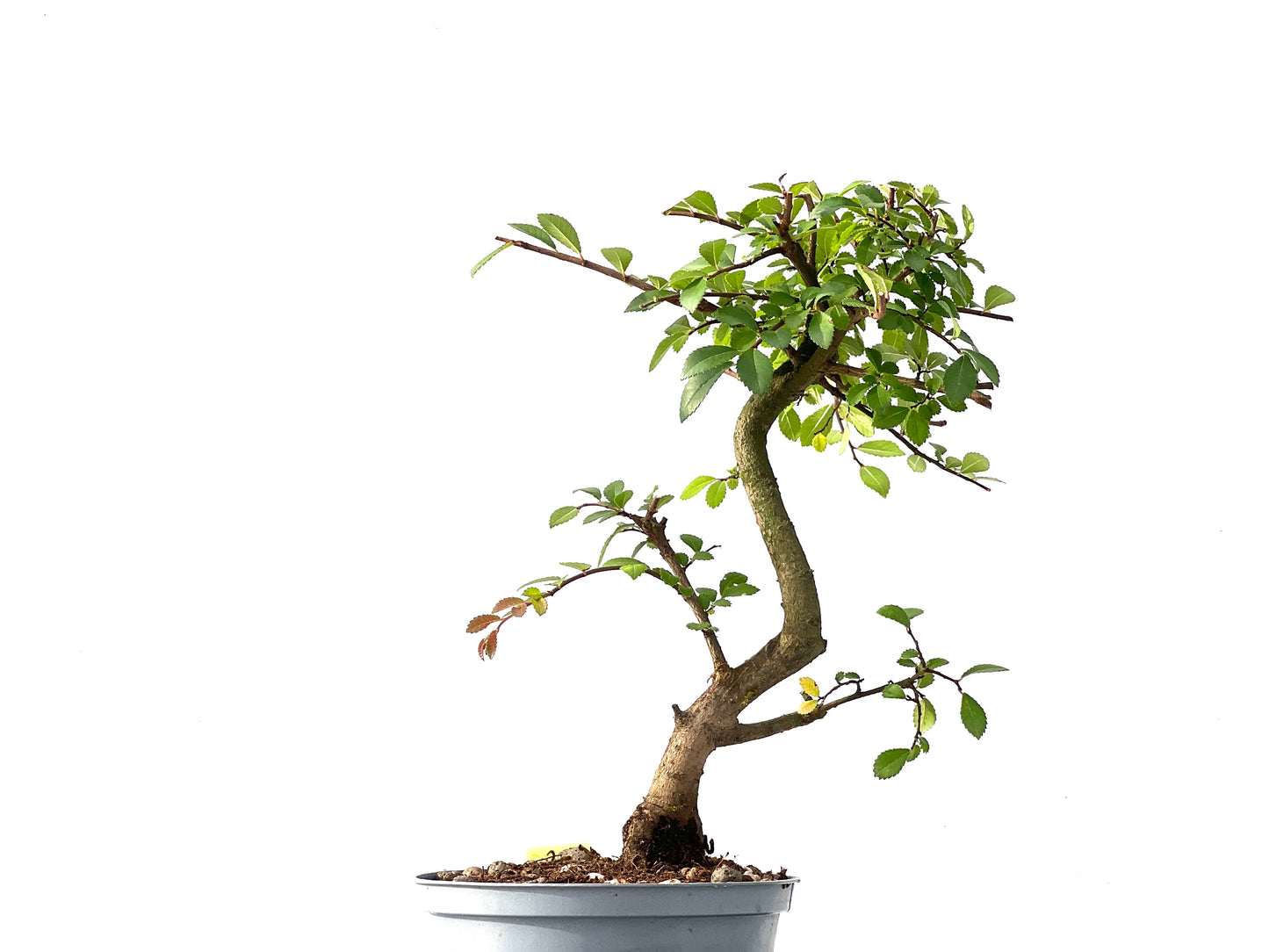 Ulmus Parvifolia 2438