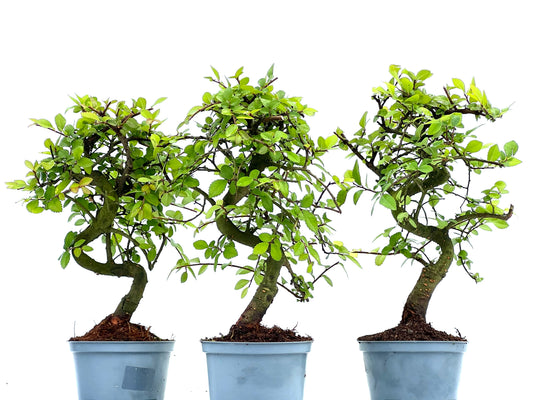 Ulmus Parvifolia 10 cm (aleatorio)