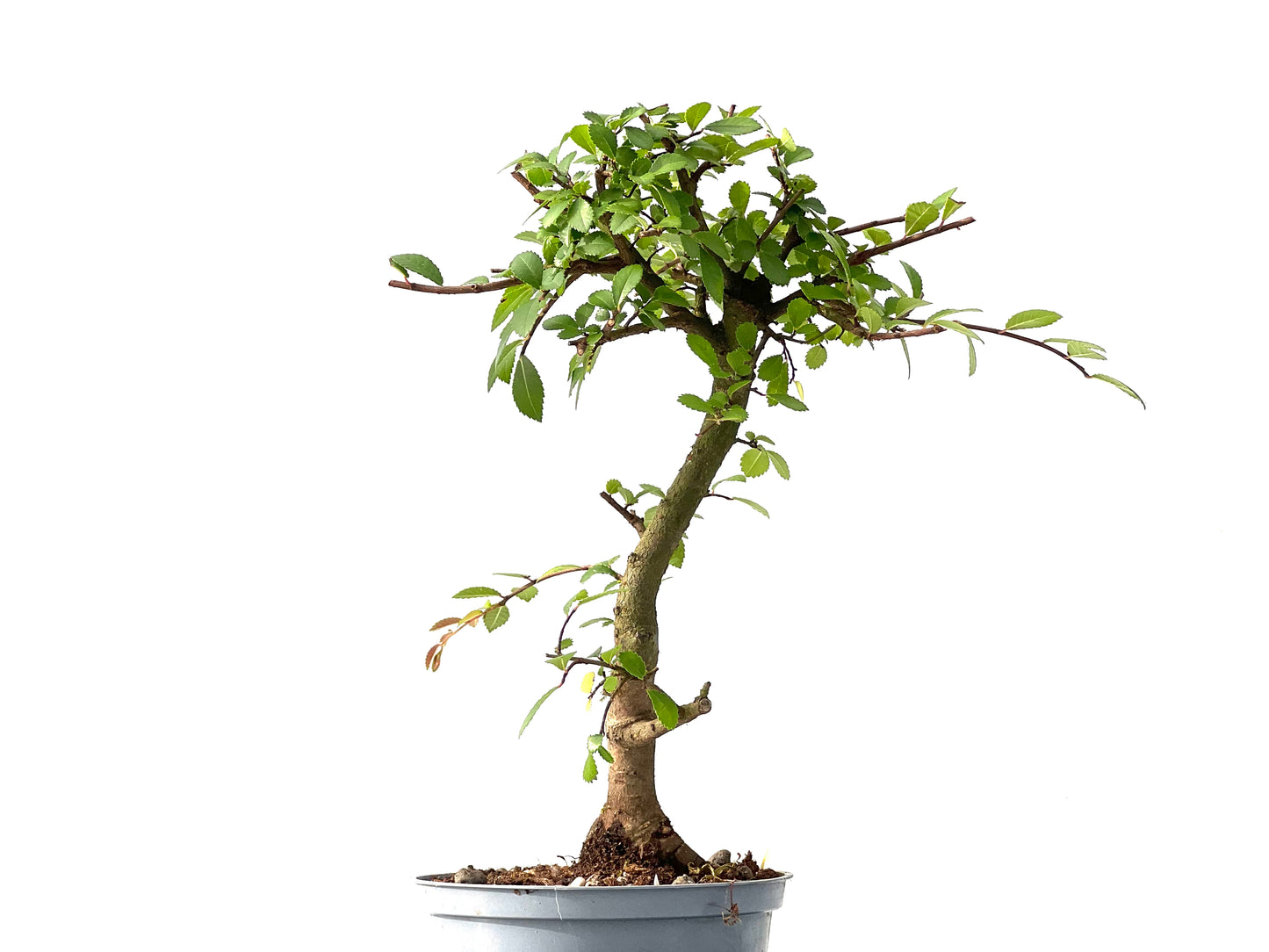 Ulmus Parvifolia 2438