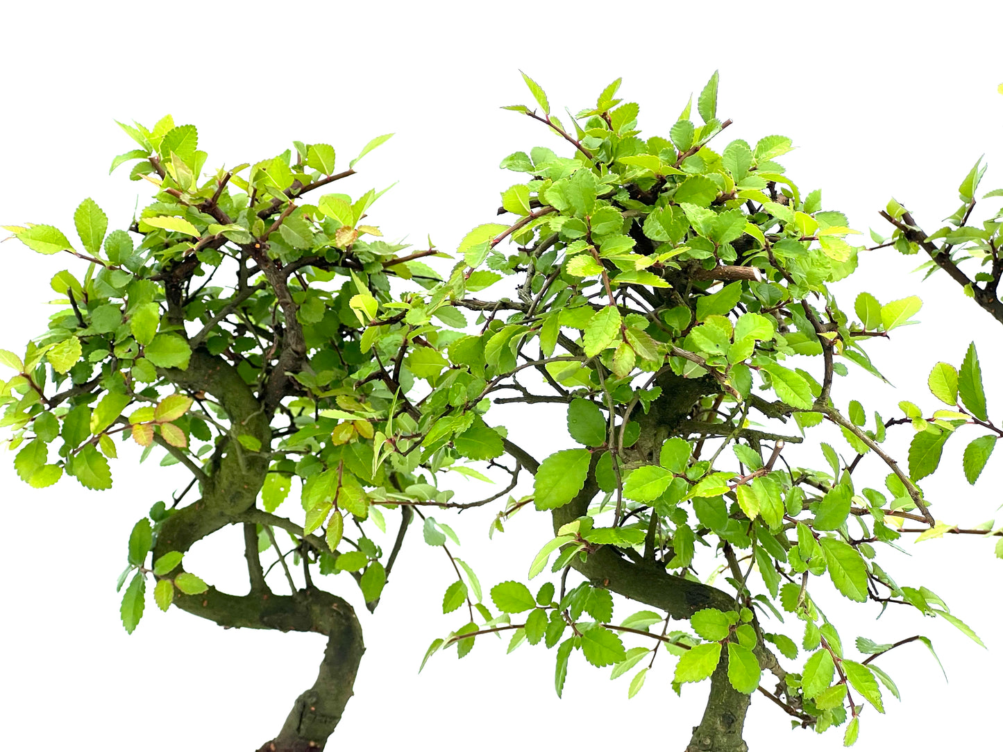 Ulmus Parvifolia 10 cm (aleatorio)