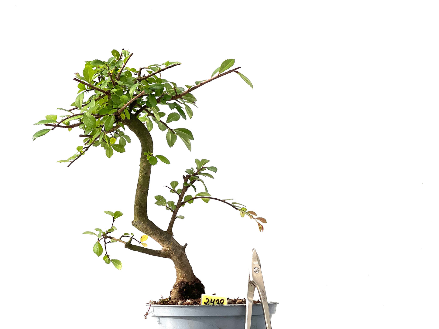 Ulmus Parvifolia 2438