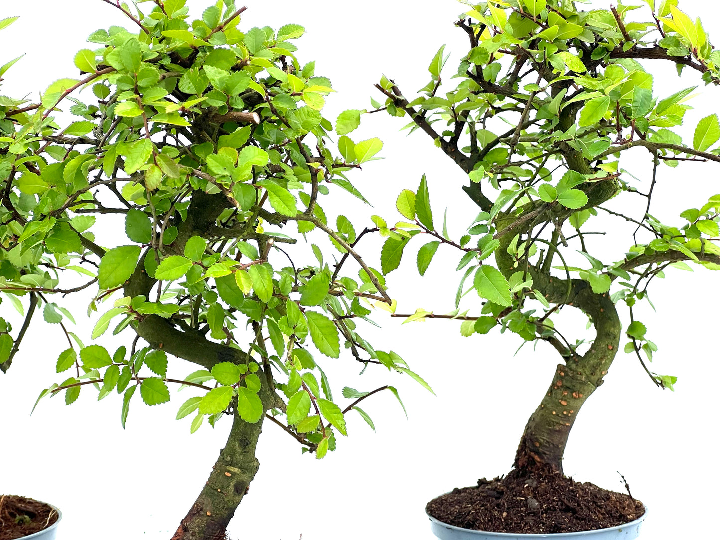 Ulmus Parvifolia 10 cm (aleatorio)