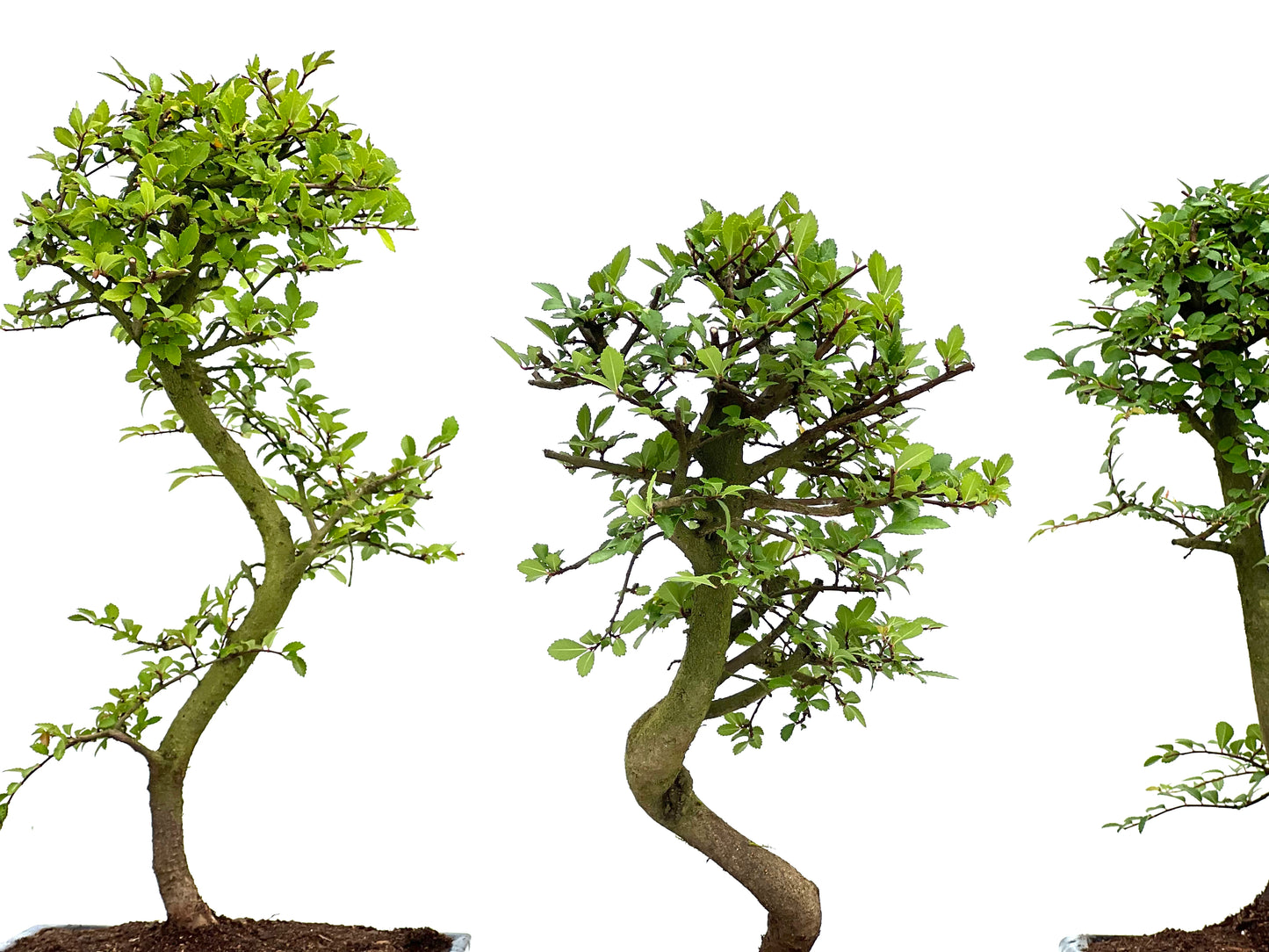 Ulmus Parvifolia 18 cm (aleatorio)