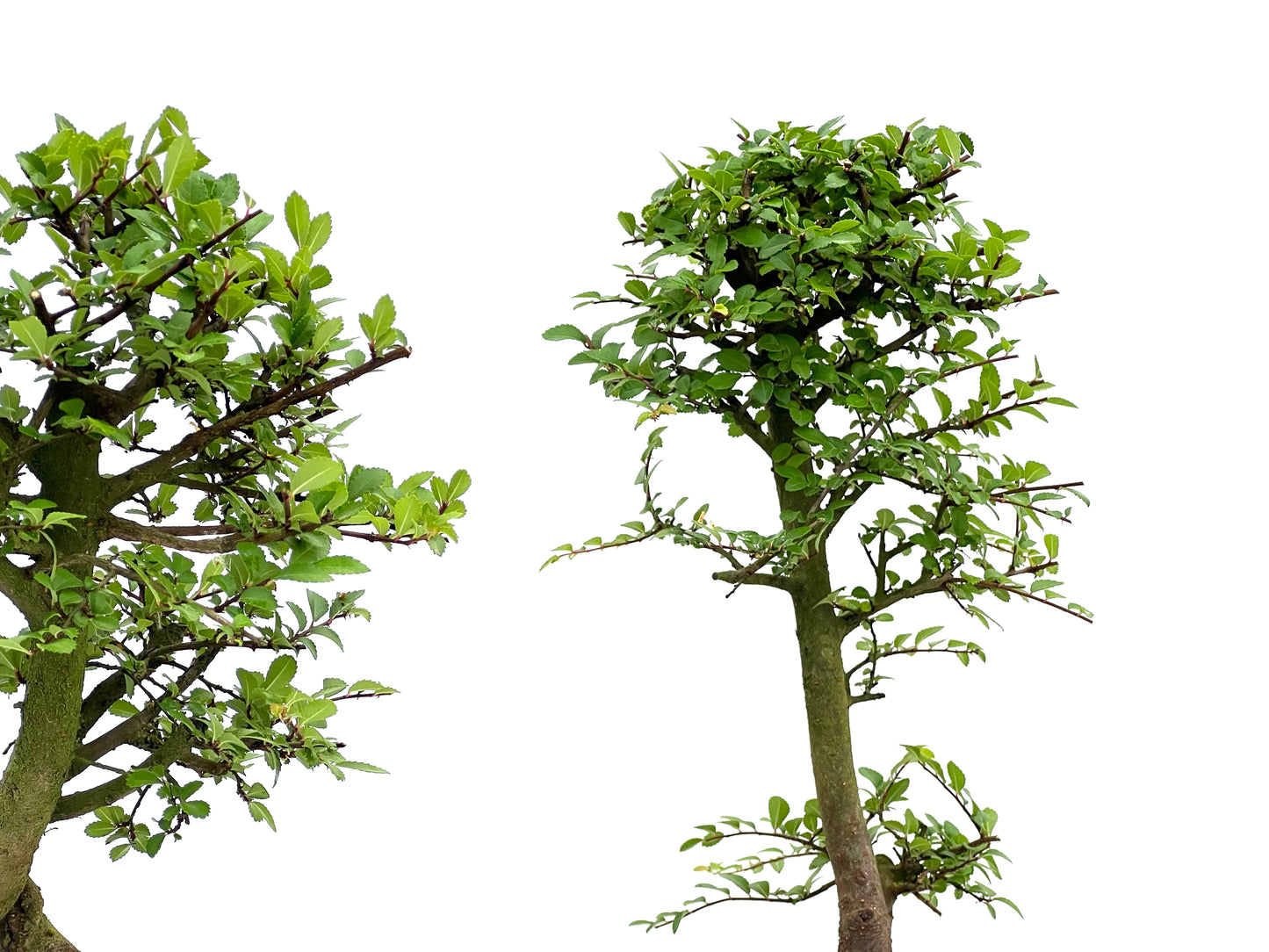 Ulmus Parvifolia 18 cm (aleatorio)