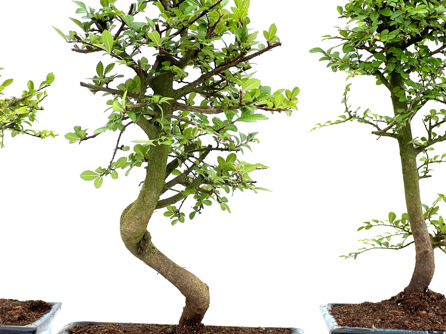 Ulmus Parvifolia 18 cm (aleatorio)