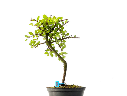 Ulmus Parvifolia 2440
