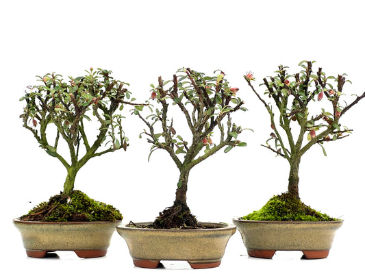 Cotoneaster Microphylla 9 cm (aleatorio)