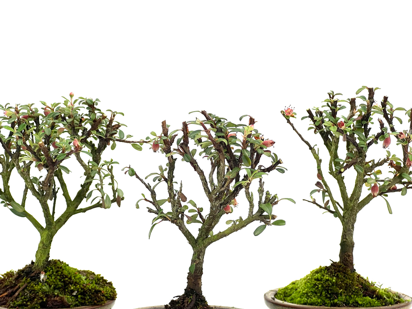 Cotoneaster Microphylla 9 cm (aleatorio)