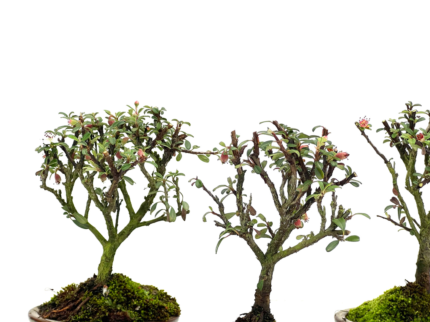 Cotoneaster Microphylla 9 cm (aleatorio)