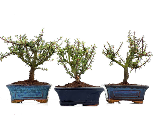 Cotoneaster Microphylla 15 cm (aleatorio)