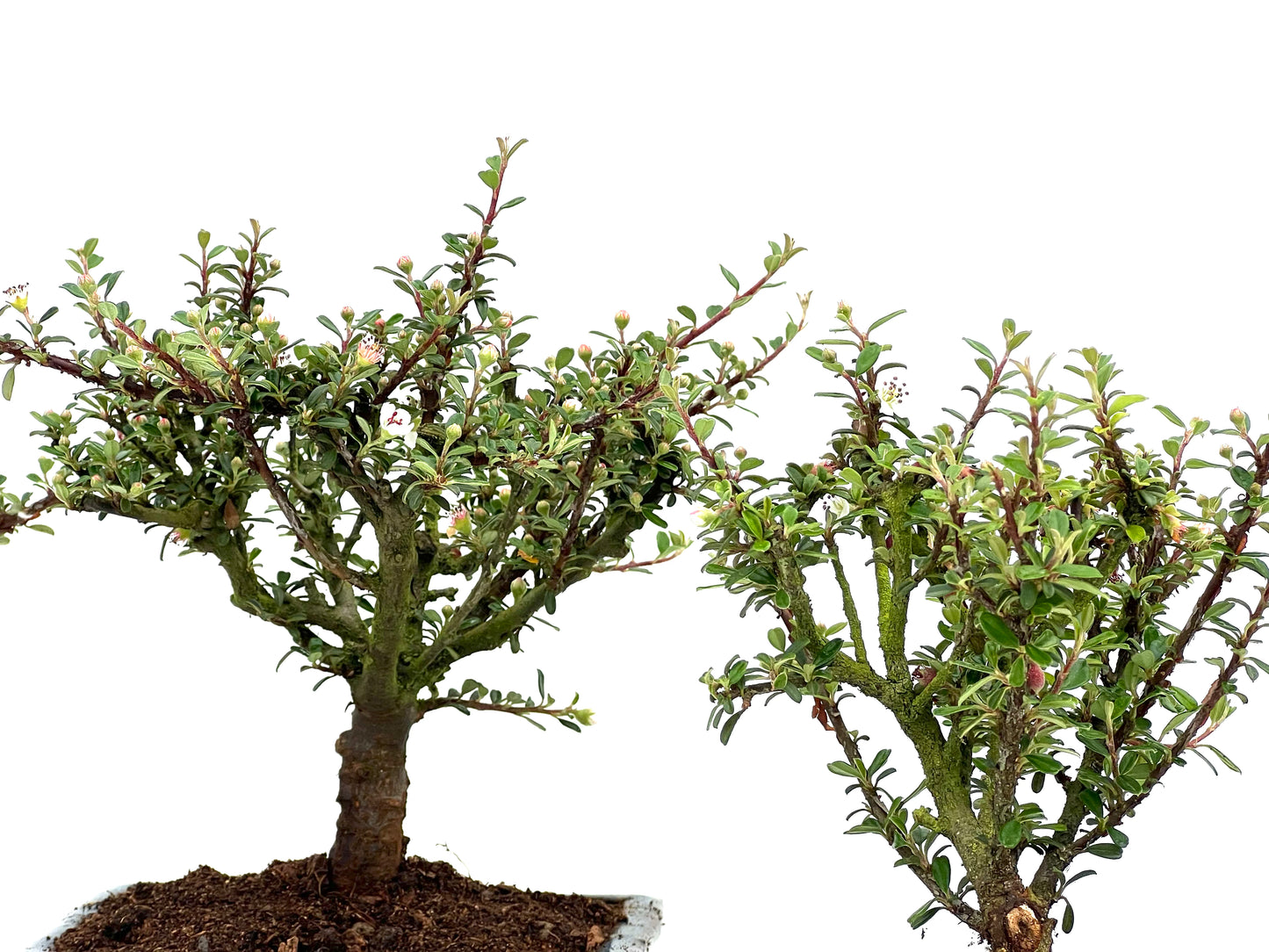 Cotoneaster Microphylla 15 cm (aleatorio)