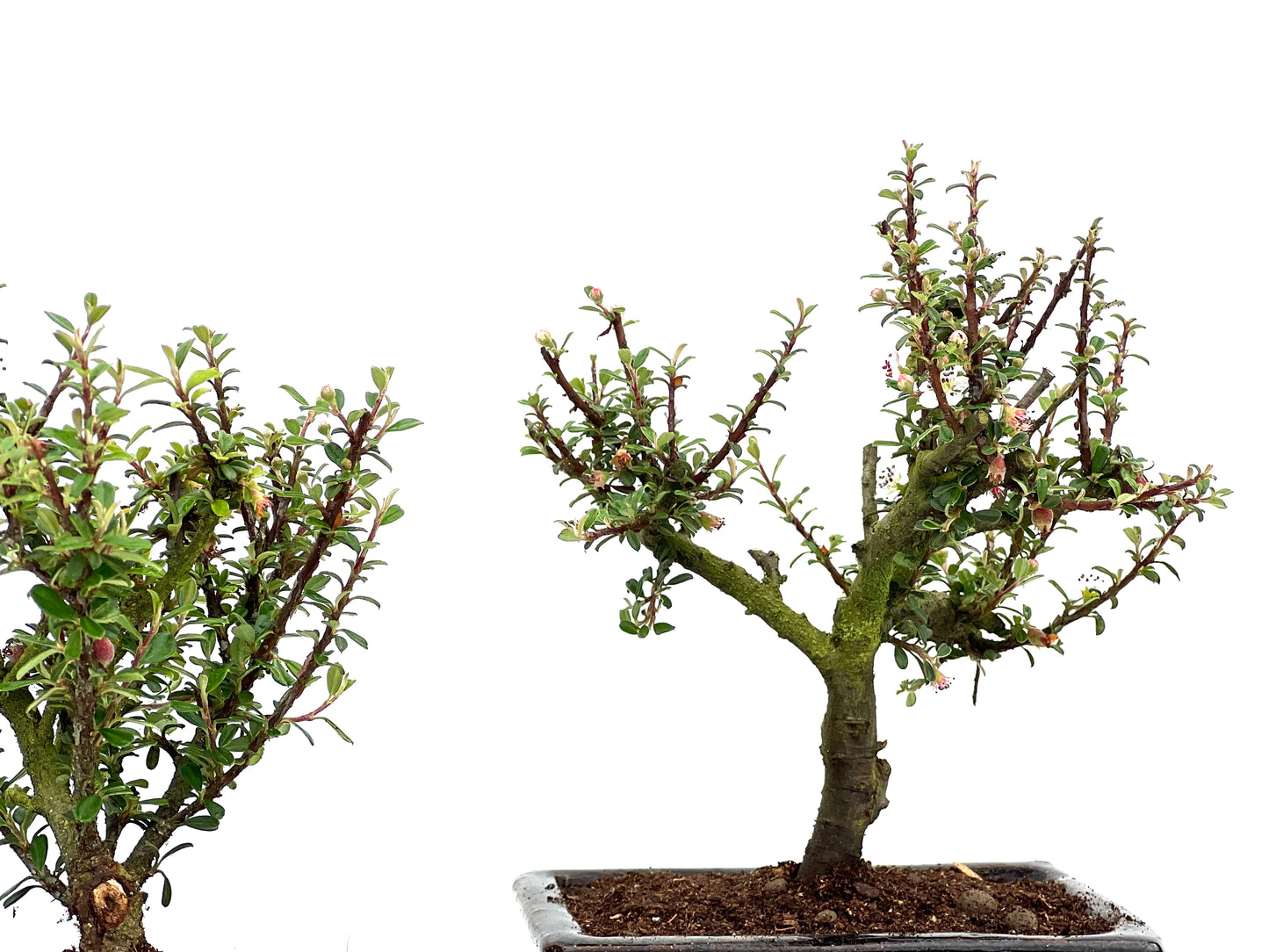 Cotoneaster Microphylla 15 cm (aleatorio)