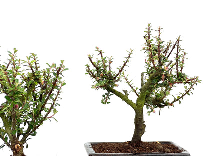Cotoneaster Microphylla 15 cm (aleatorio)