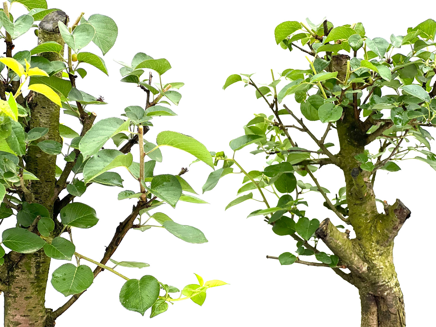 Prunus Mahaleb 22 cm (aleatorio)