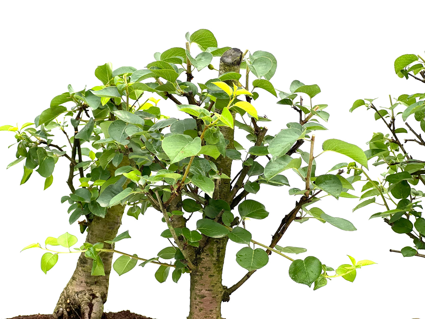 Prunus Mahaleb 22 cm (aleatorio)