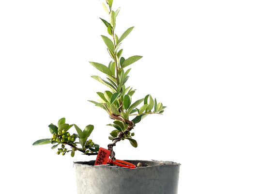 Pyracantha 2427