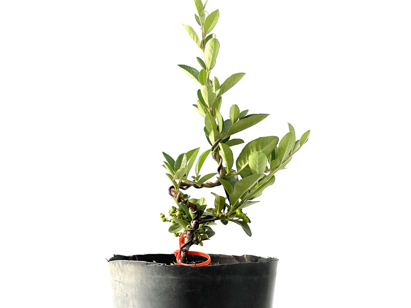 Pyracantha 2427