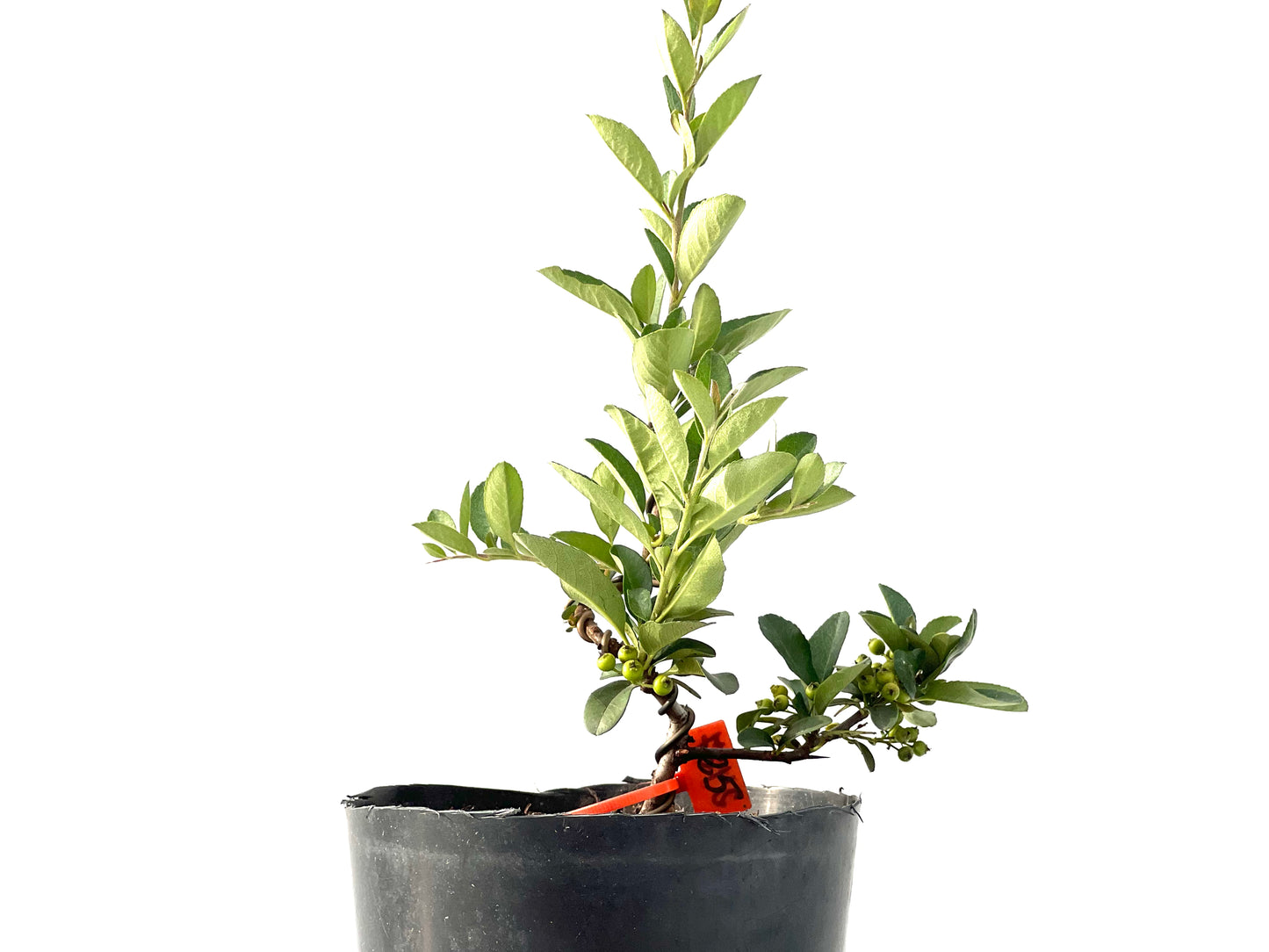 Pyracantha 2427