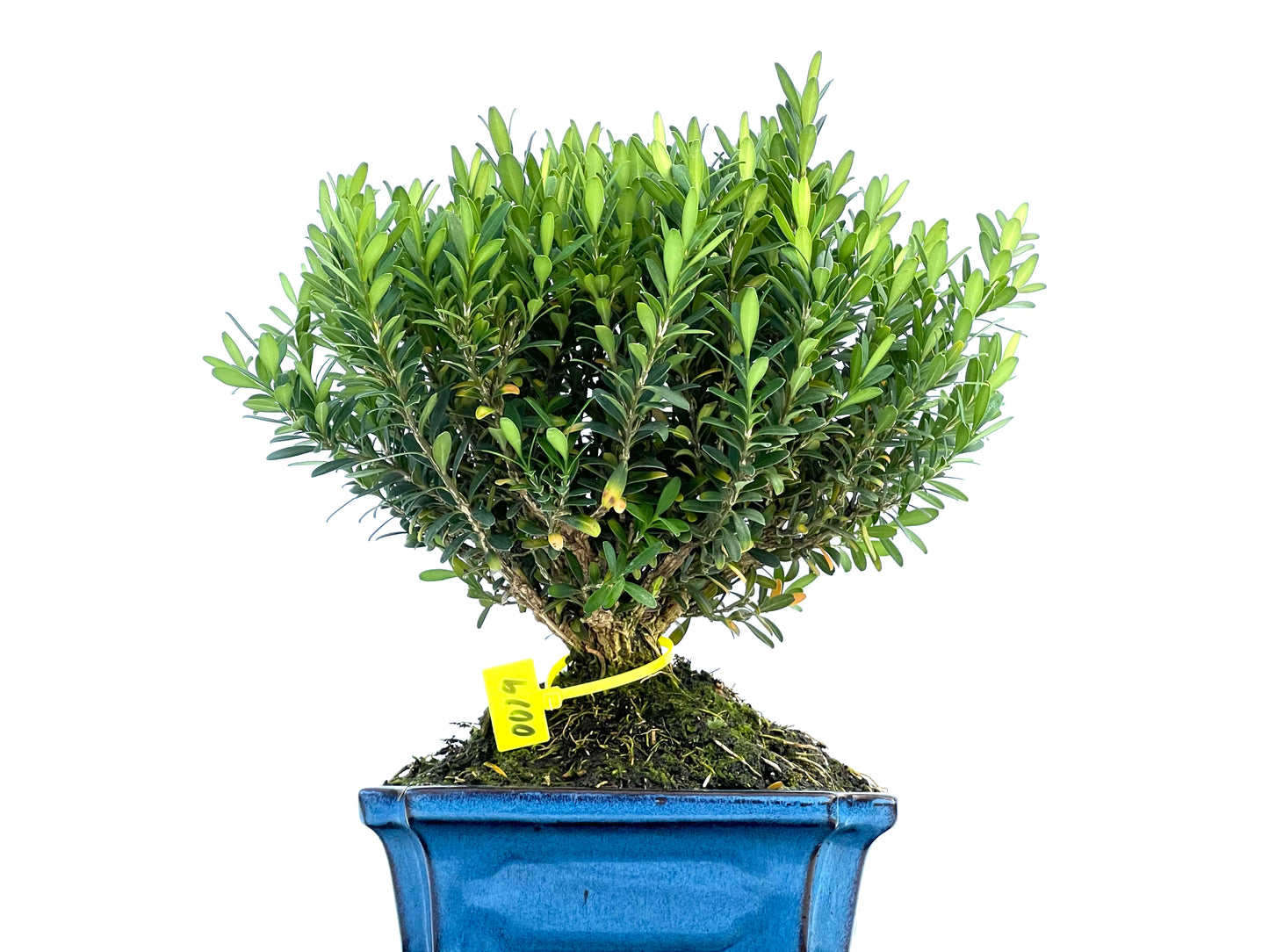 Buxus Harlandii 0019