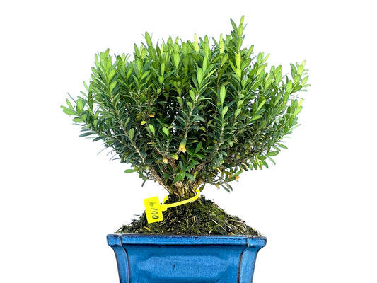 Buxus Harlandii 0019