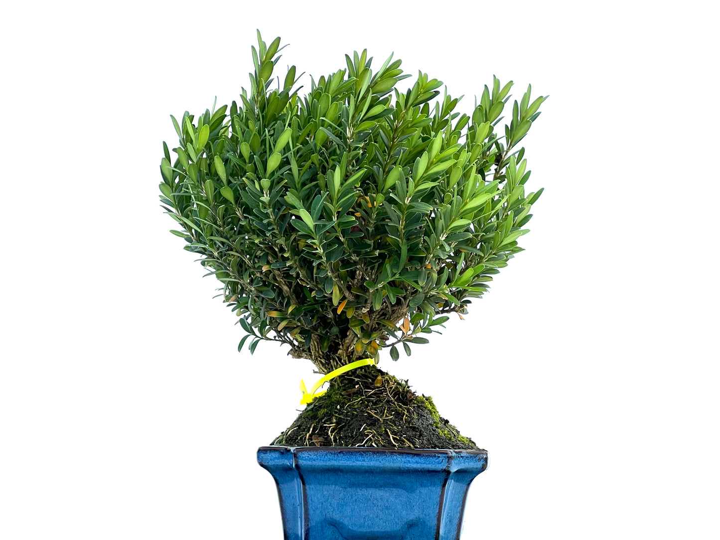 Buxus Harlandii 0019
