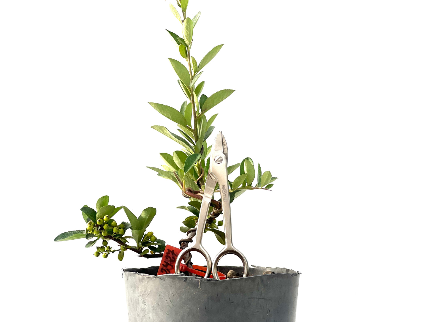Pyracantha 2427