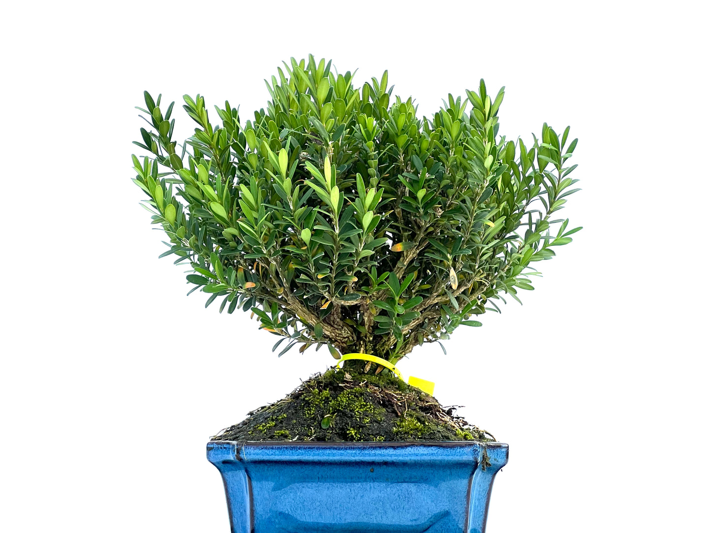 Buxus Harlandii 0019