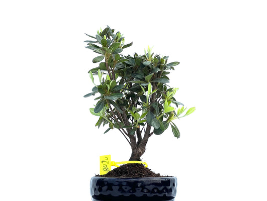 Rhododendrum Indicum 0020