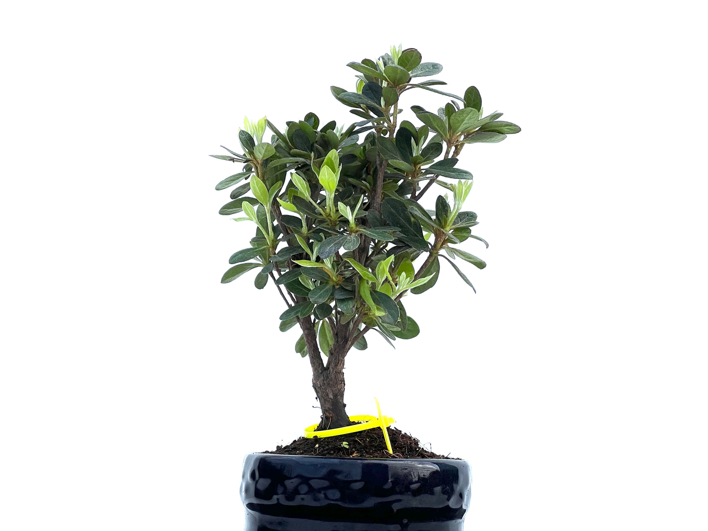 Rhododendrum Indicum 0020