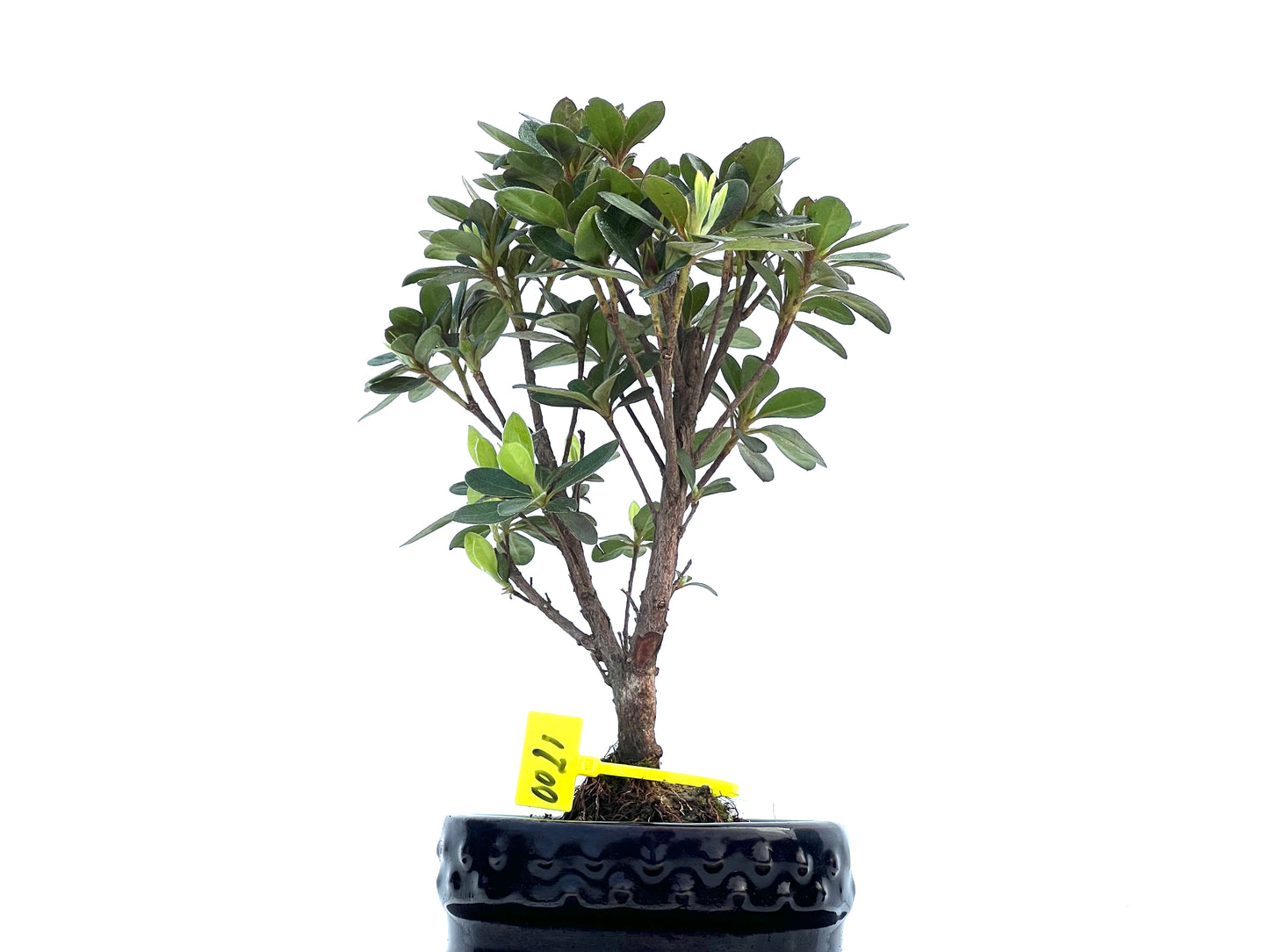 Rhododendrum Indicum 0021