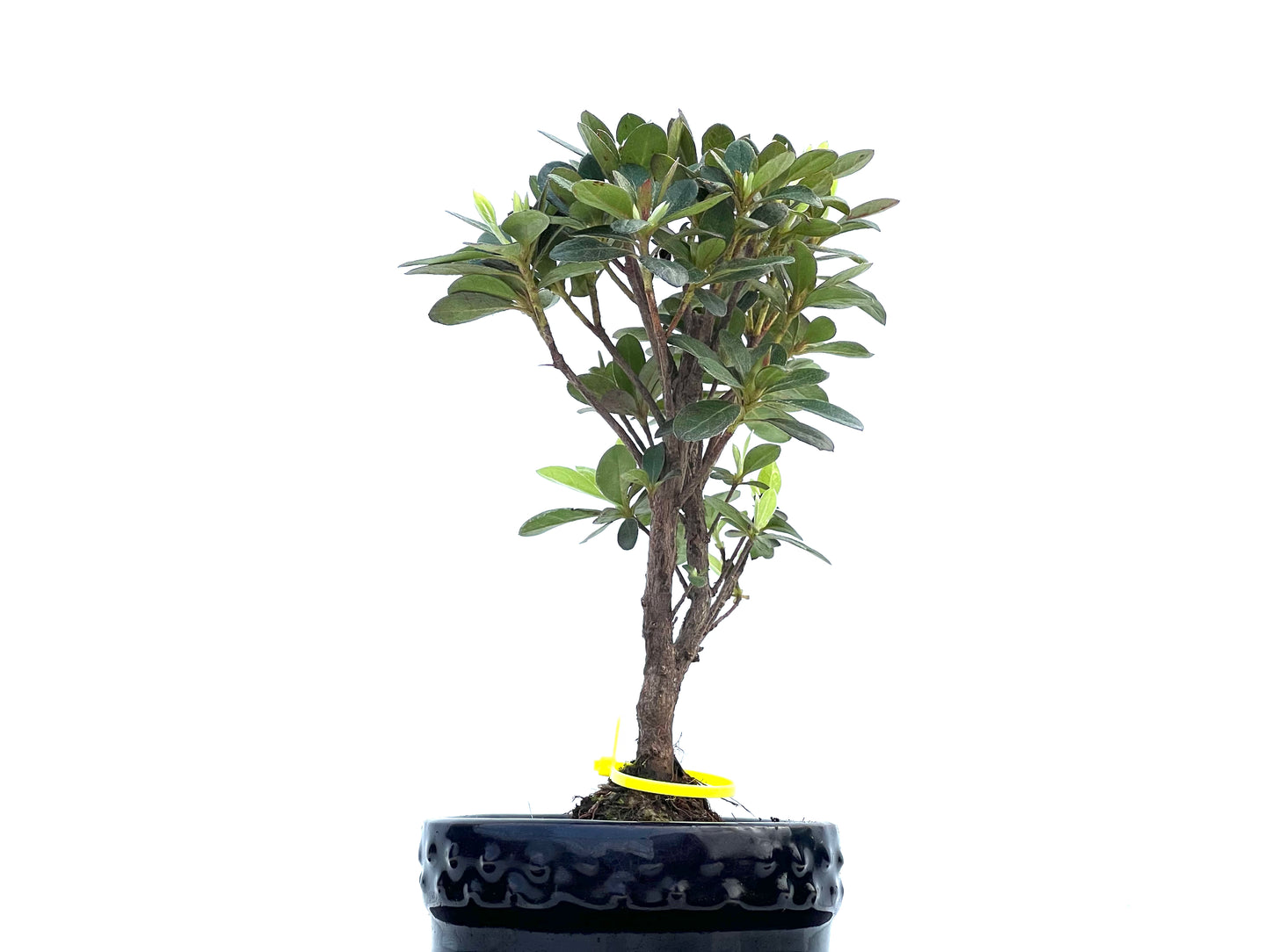 Rhododendrum Indicum 0021