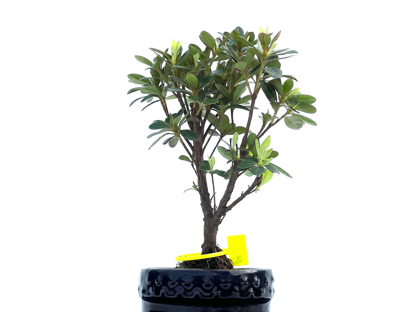 Rhododendrum Indicum 0021