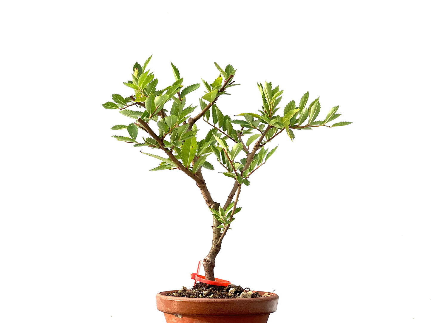 Olmo Nire Keyaki 2432