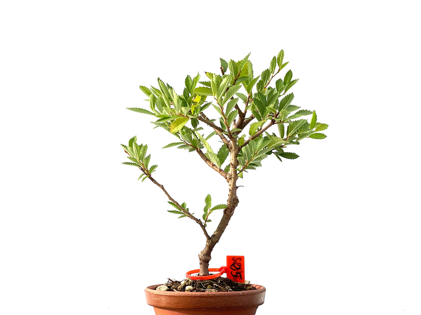 Olmo Nire Keyaki 2432